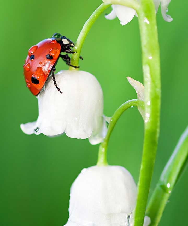 Ladybug climbing flower